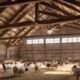 barn ceiling fans for livestock