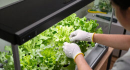 10 Best Climate Controlled Grow Tent for Leafy Greens in 2026