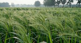 air movement shields crops