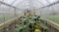 condensation worsens greenhouse effects