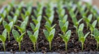 consistent seedlings ensure success