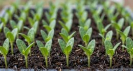 consistent seedlings ensure success