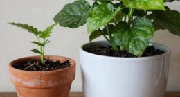 container size influences growth