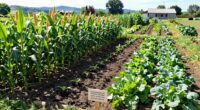 crop rotation benefits small growers