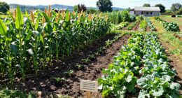 crop rotation benefits small growers