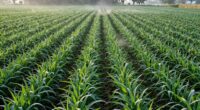 crop spacing influences humidity