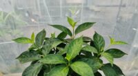 diffused light enhances growth