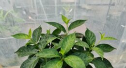 diffused light enhances growth