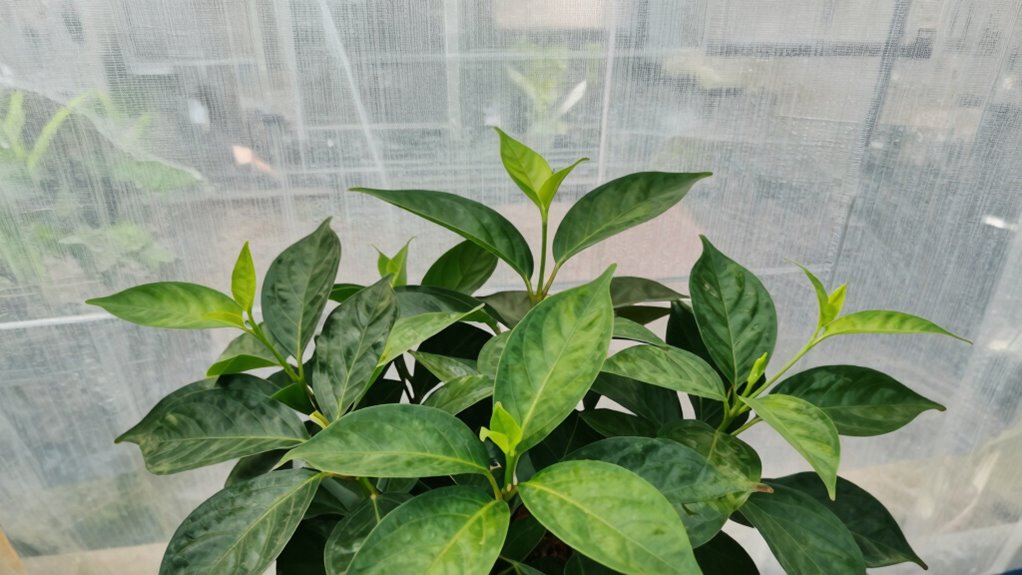 diffused light enhances growth