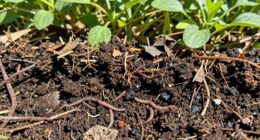 enhances soil fertility gradually