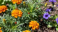 habitat supports beneficial insects