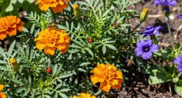habitat supports beneficial insects
