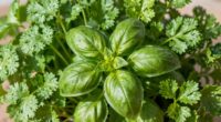 herb species influence bolting
