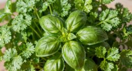 herb species influence bolting