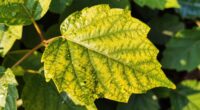 leaf heat impacts plant health