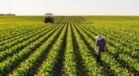 optimal timing for yield