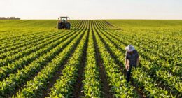 optimal timing for yield