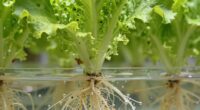 oxygen enhances root health