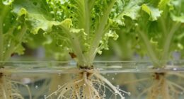 oxygen enhances root health