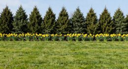 risks of uniform planting