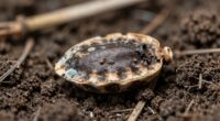 seed quality declines over time