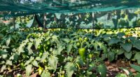 shade cloth enhances summer growth