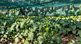 shade cloth enhances summer growth
