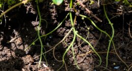 soil stores atmospheric carbon