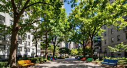 urban tree planting priorities