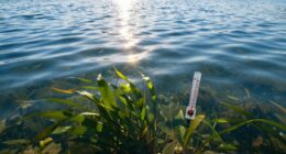 water temperature affects nutrient absorption