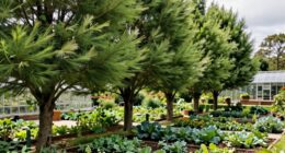 windbreaks conserve energy