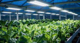 winter crop profitability boost